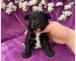 Собаки в Москве: Чёрный йорк мальчик бэби фейс Мальчик, 80 000 руб. - фото 9