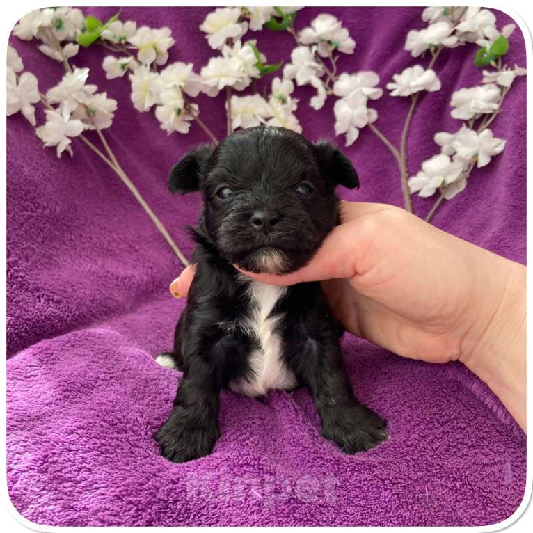 Собаки в Москве: Чёрный йорк мальчик бэби фейс Мальчик, 80 000 руб. - фото 9