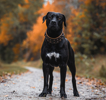 Канарский дог