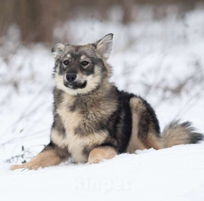 Собаки в Москве: Мышкин Мальчик, Бесплатно - фото 2