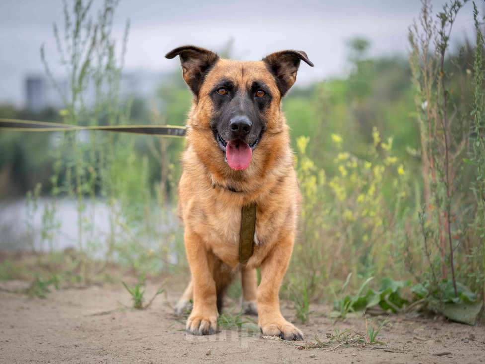 Собаки в Москве: Коротколапый Ронни ищет дом! Мальчик, Бесплатно - фото 4