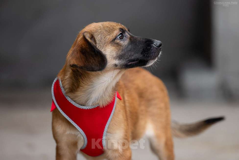 Собаки в Москве: Брауни - ваш сладкий пиражочек Мальчик, Бесплатно - фото 6