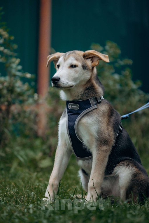 Собаки в Москве: Щенок в добрые руки бесплатно Москва Мальчик, Бесплатно - фото 4