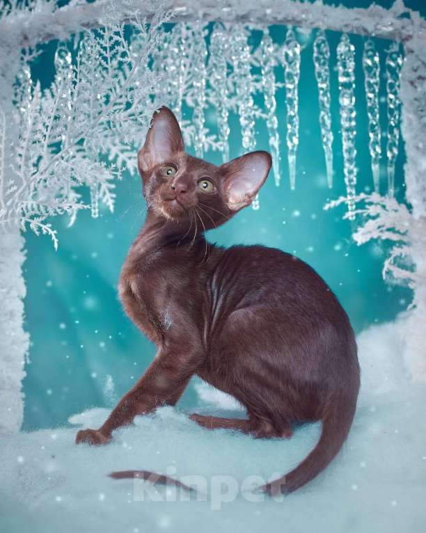 Кошки в Тюмени: Ориентальные котята  Девочка, 40 000 руб. - фото 8