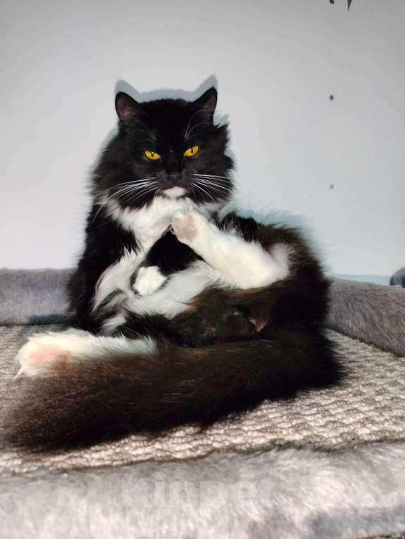 Кошки в Москве: Ева в добрые руки Девочка, Бесплатно - фото 2