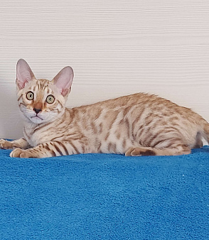 Бенгальский котенок