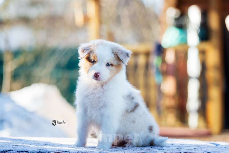 Собаки в Москве: Австралийская овчарка, аусси Девочка, 150 000 руб. - фото 2