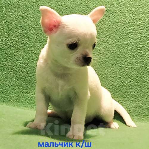 Собаки в Москве: Очаровательный мальчик чихуахуа. Мальчик, 30 000 руб. - фото 1