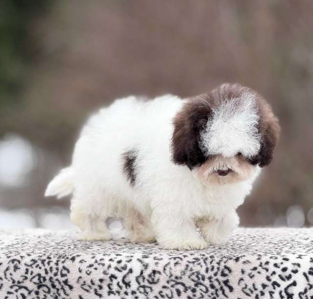 Собаки в Санкт-Петербурге: Мальтипу девочка от Китайских родителей Девочка, 200 000 руб. - фото 4