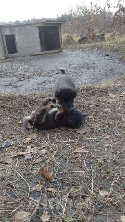 Собаки в Мыске: Щенок лайки Мальчик, Бесплатно - фото 4