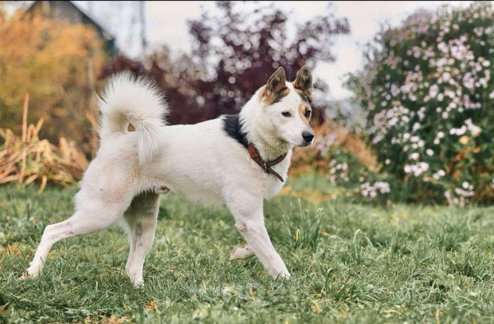 Собаки в Сергиеве Посаде: Айс якутенок в добрые руки Мальчик, Бесплатно - фото 1