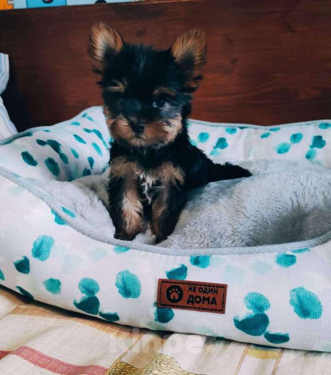 Собаки в Липецке: красивая девочка с короткой мордочкой Девочка, 50 000 руб. - фото 2