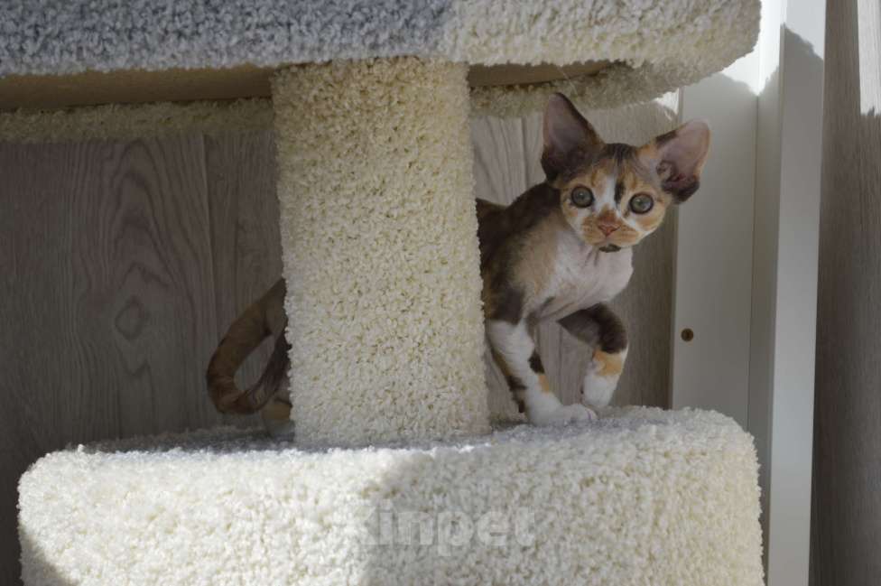 Кошки в Подольске: Девочка девон-рекс Девочка, 35 000 руб. - фото 2