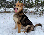 Собаки в других городах Московской области: Диггер Мальчик, Бесплатно - фото 4