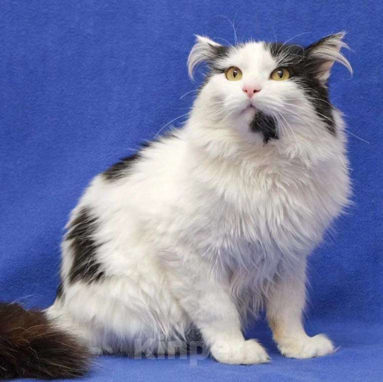 Кошки в Москве: Ласковый пушистый котик в добрые руки  Мальчик, Бесплатно - фото 5