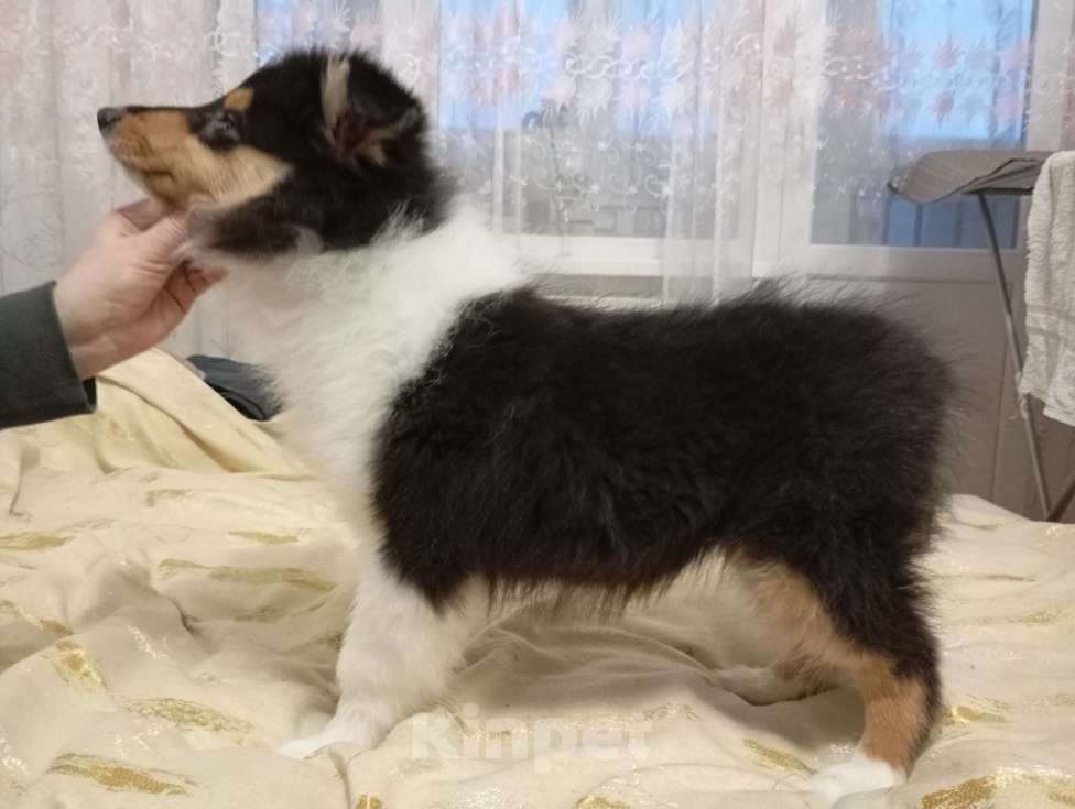 Собаки в Калининграде: Ласковая, любознательная девочка в поиске любящего и ответственного владельца Девочка, Бесплатно - фото 2