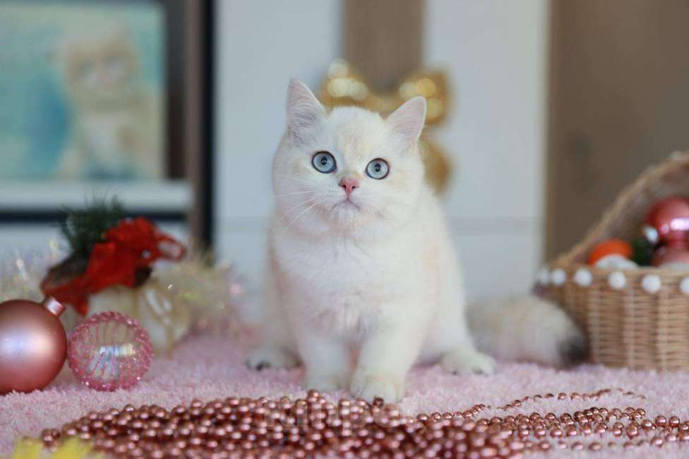 Кошки в Москве: Британская девочка Лолла Девочка, 100 000 руб. - фото 5