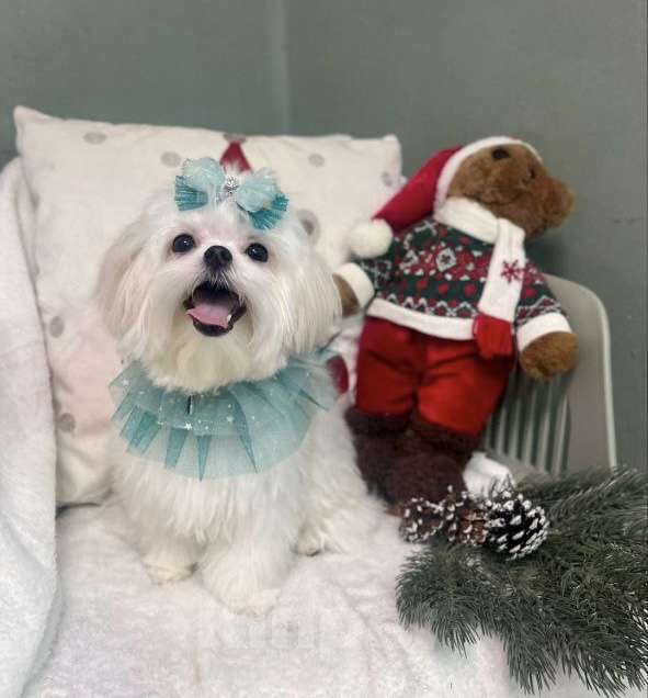 Собаки в Казани: Продам щенков Разнополые, 85 000 руб. - фото 3