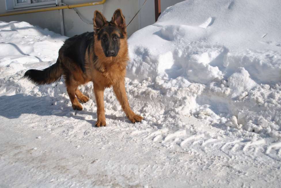 Собаки в Кирове: Продаётся щенок немецкой овчарки-кобель Мальчик, 30 000 руб. - фото 1