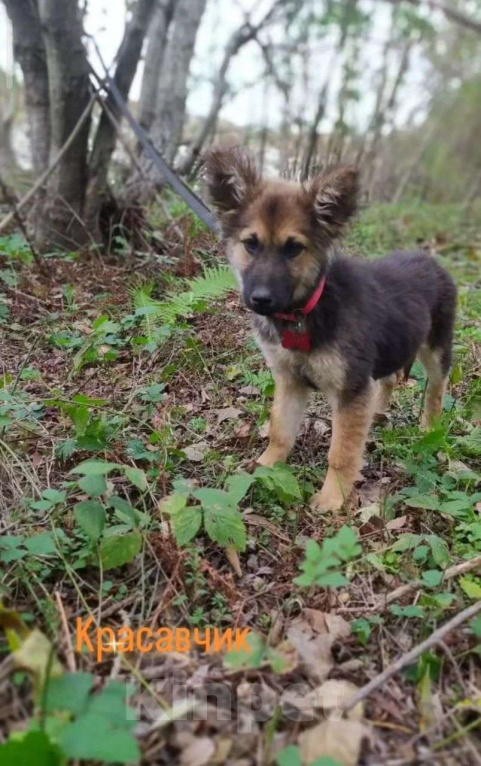 Собаки в Москве: Щеночек фенотип овчарки Мальчик, Бесплатно - фото 2