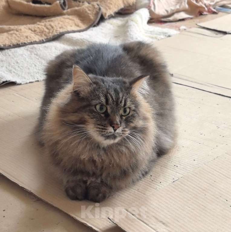 Кошки в Москве: Ласковая кошечка Анфиса ищет семью Девочка, Бесплатно - фото 9
