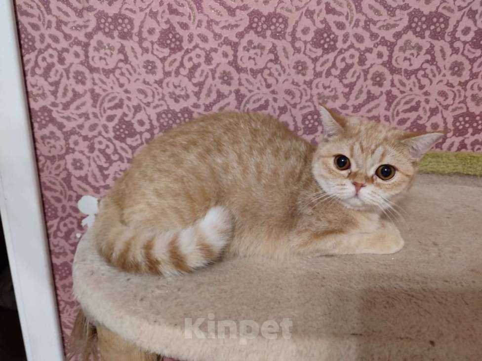 Кошки в Москве: Британские котята  Девочка, 15 000 руб. - фото 3