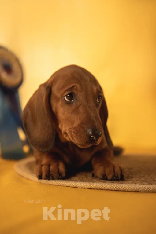 Собаки в Мурманске: такса стандартная гладкошерстная Мальчик, 25 000 руб. - фото 2