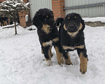 Собаки в Хабаровске: Щенок Монгольской овчарки (Банхар) Мальчик, 40 000 руб. - фото 1