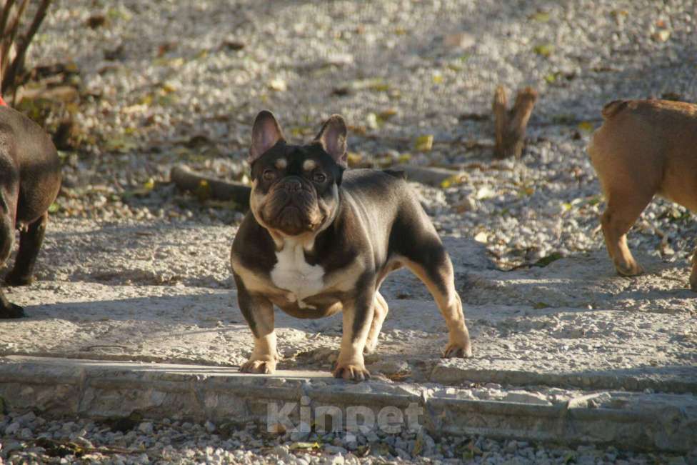 Собаки в Саратове: ШокоТоки Мальчик, 30 000 руб. - фото 2
