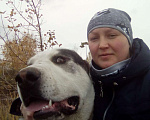 Собаки в Новосибирске: Вязка САО(Азиат), 100 руб. - фото 3