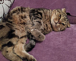 Кошки в Екатеринбурге: Вязка шотландский вислоухий кот, 1 500 руб. - фото 5