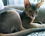 Кошки в Липецке: Абиссинский кот на вязку, 4 500 руб. - фото 3