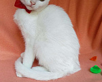 Кошки в Ливны: Ласковый мальчик без подшерстка Мальчик, 9 990 руб. - фото 2