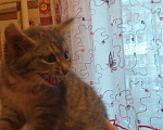 Кошки в Екатеринбурге: Кошечка, Бесплатно - фото 3