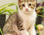 Кошки в Москве: Котята полосатики-близняшки ищут дом, Бесплатно - фото 1