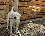 Собаки в Краснодаре: Продам английского лабрадора Мальчик, 15 000 руб. - фото 1