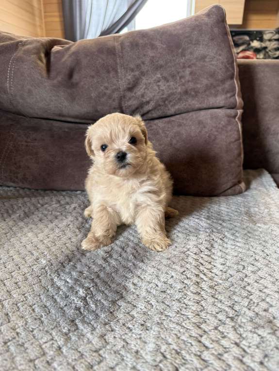 Собаки в Новосибирске: Мальтипу f1 Девочка, 80 000 руб. - фото 6