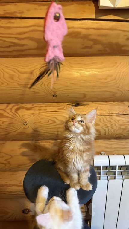 Кошки в Барнауле: Кошечка Мейн-кун Девочка, 28 000 руб. - фото 5