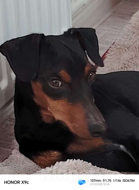 Собаки в Ростове-на-Дону: Отдам  Мальчик, Бесплатно - фото 1