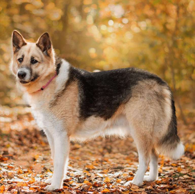 Собаки в Москве: Марбелья Девочка, Бесплатно - фото 2