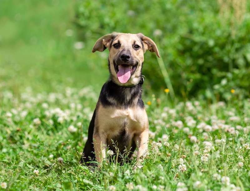 Собаки в Москве: Щенок Глория ищет семью Девочка, 1 руб. - фото 5