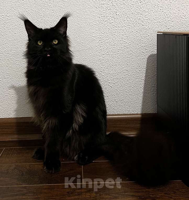 Кошки в Пятигорске: Питомник Affectionate miracle  Мальчик, Бесплатно - фото 1