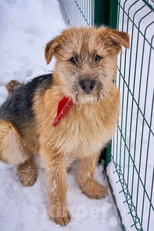 Собаки в Москве: Флинт в добрые руки Мальчик, Бесплатно - фото 1