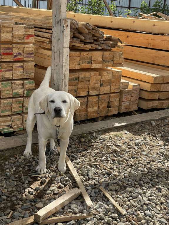 Собаки в Краснодаре: Продам английского лабрадора Мальчик, 15 000 руб. - фото 1
