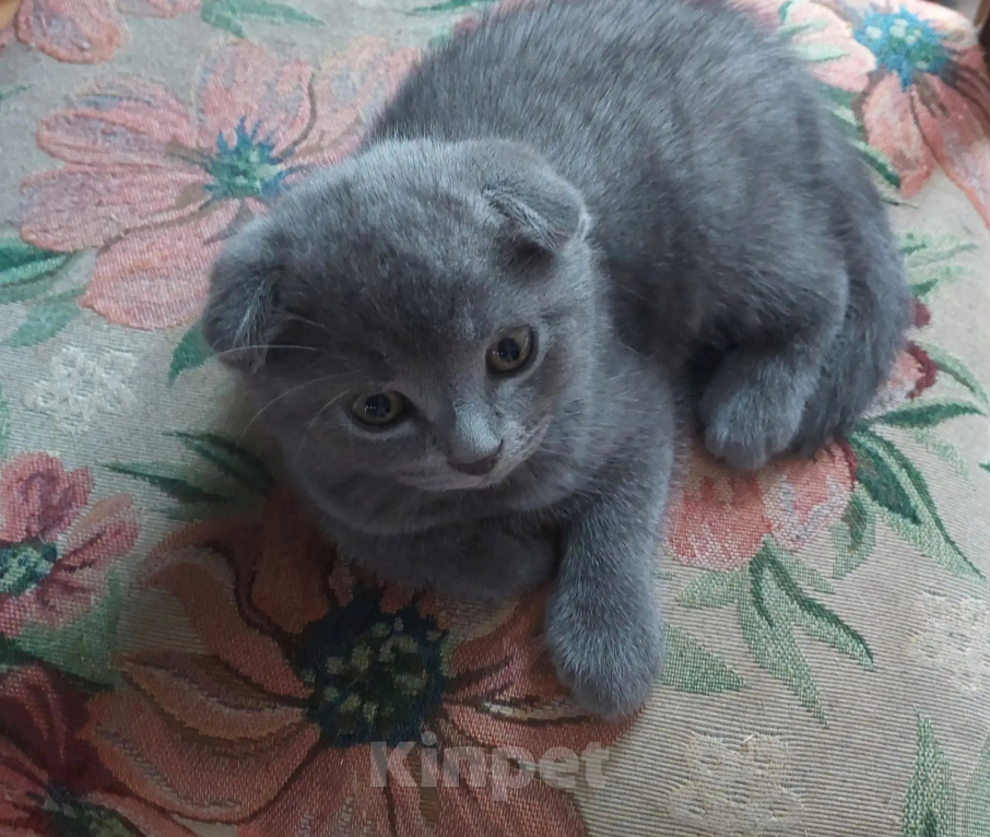 Кошки в Санкт-Петербурге: Шотландская вислоухая короткошерстная. Девочка, 12 000 руб. - фото 3