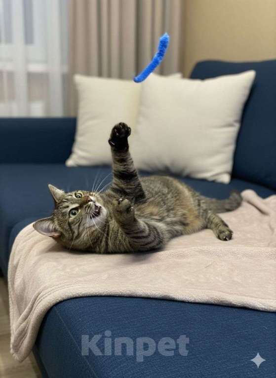 Кошки в Санкт-Петербурге: Кошка в добрые руки Девочка, Бесплатно - фото 2