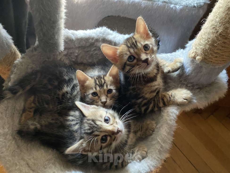 Кошки в Москве: Бенгальские котята Мальчик, 30 000 руб. - фото 3