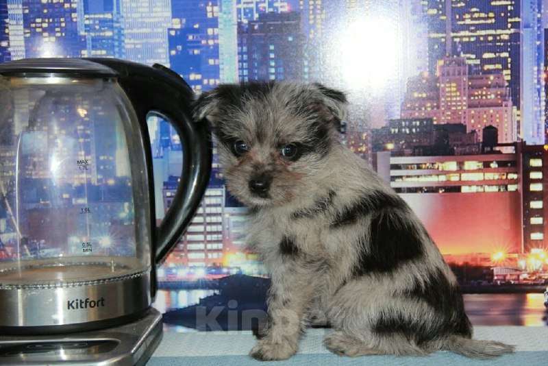 Собаки в Тосно: Щенки от любви цвергшнауцера и шпица. Девочка, 10 000 руб. - фото 1