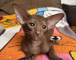 Кошки в Москве: Ориентальный котенок Девочка, 50 000 руб. - фото 4