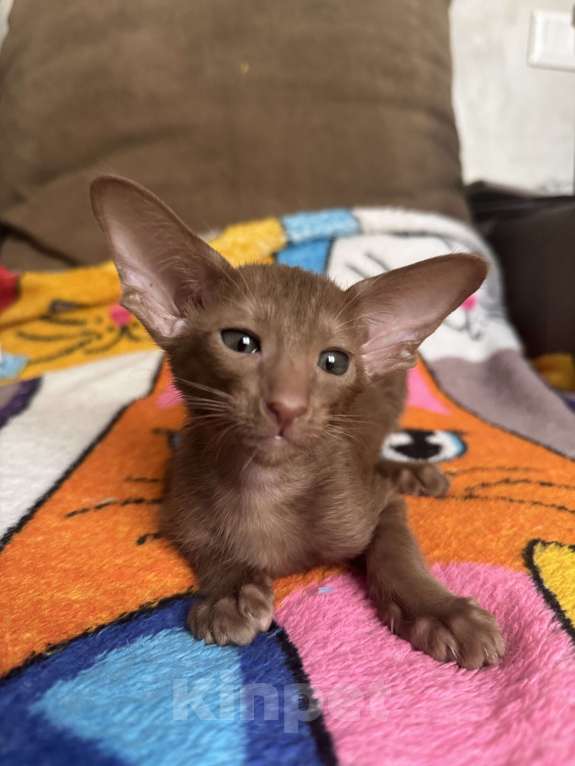 Кошки в Москве: Ориентальный котенок Девочка, 50 000 руб. - фото 4